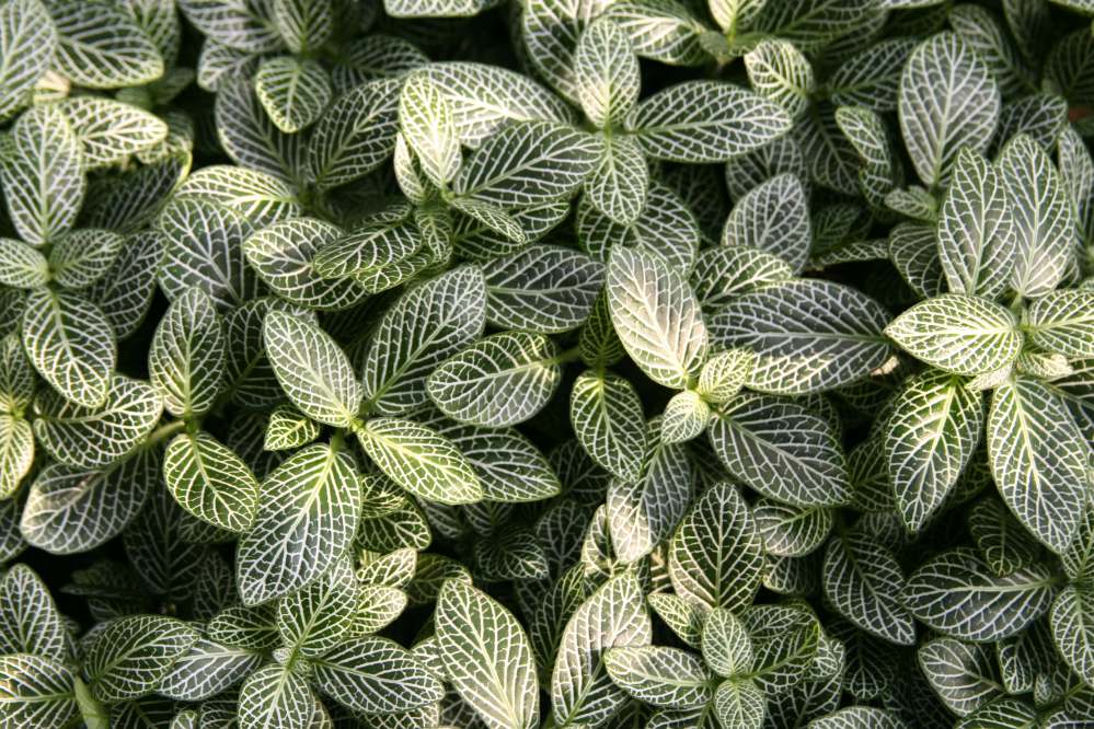 فیتونیا ورسافلتی